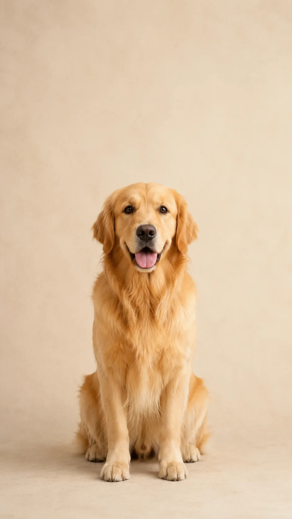 Golden retriever siedzący na kremowym tle