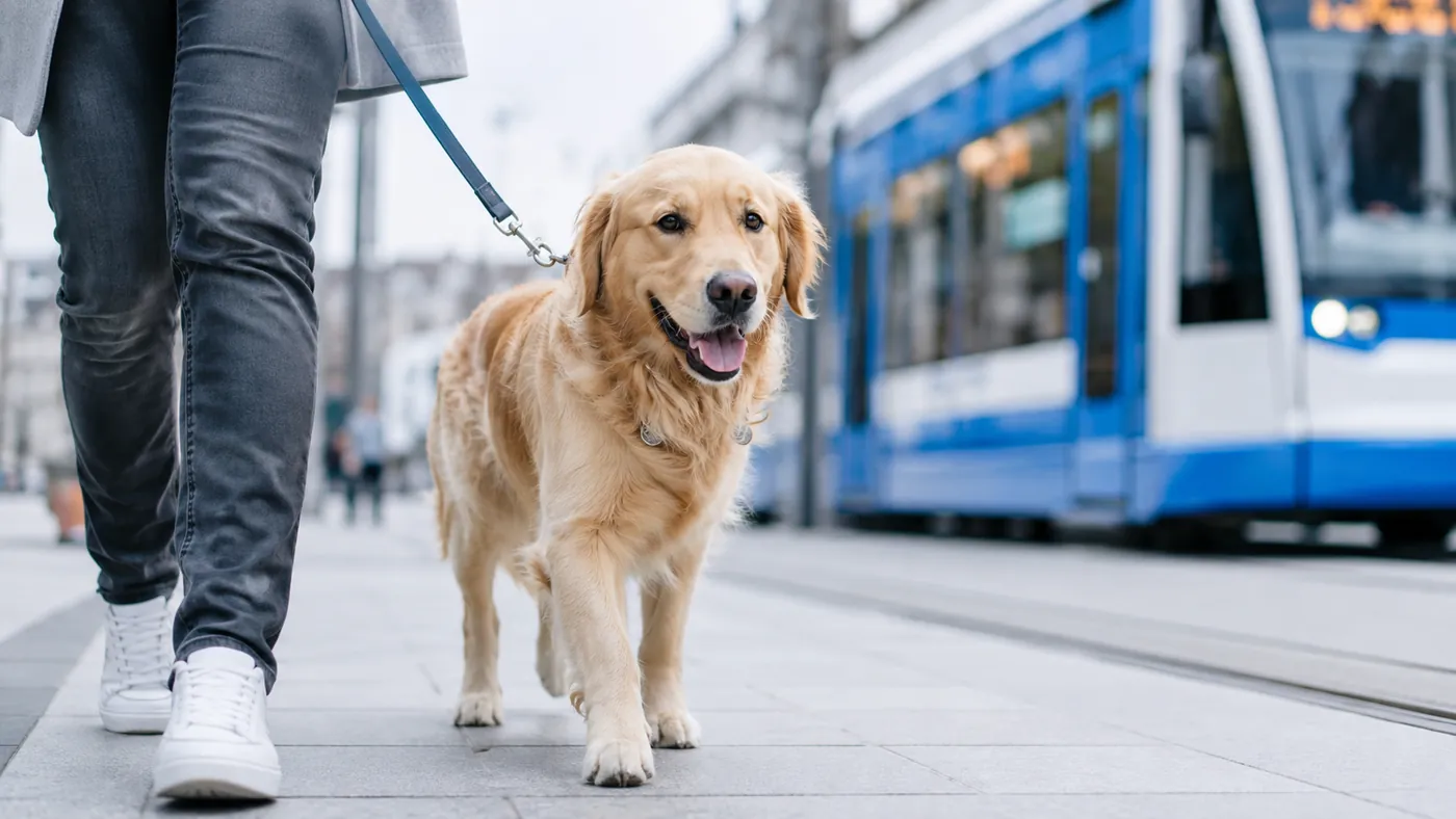 Pies na smyczy idzie chodnikiem obok tramwaju